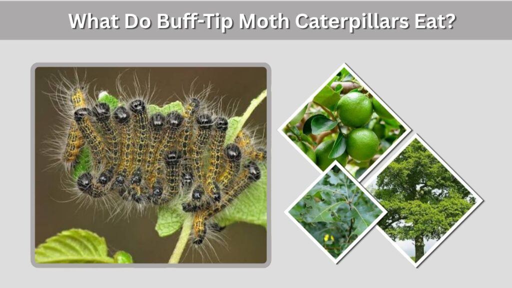 What Do Buff-Tip Moth Caterpillars Eat?