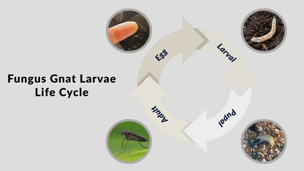 Fungus Gnat Larvae Life Cycle
