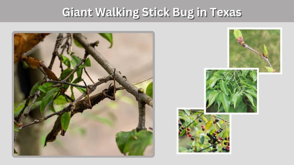 Giant Walking Stick Bug in Texas