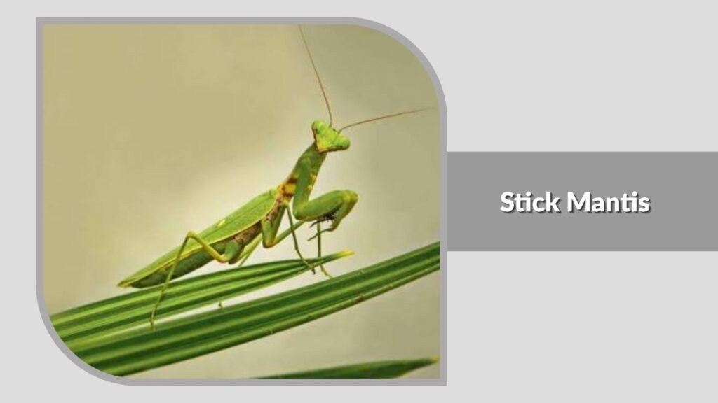 Stick Mantis