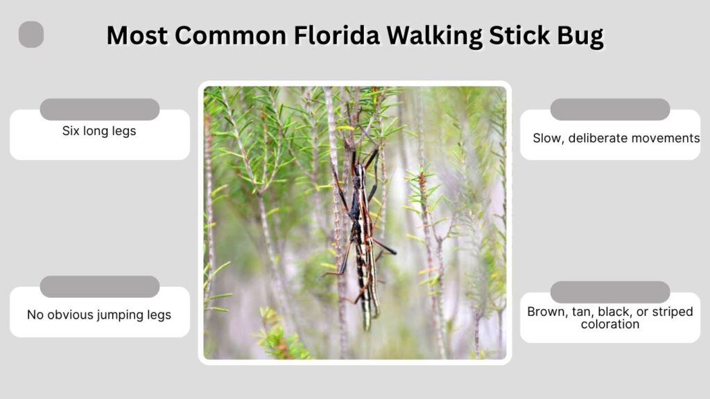 Most Common Florida Walking Stick Bug