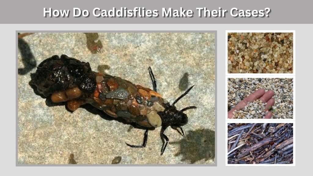 How Do Caddisflies Make Their Cases?