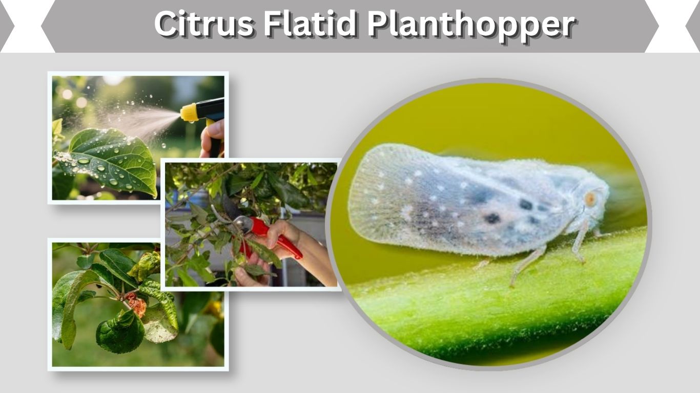 Citrus Flatid Planthopper: Identification, Nymphs & Control