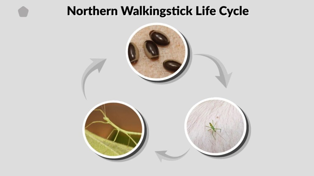 Northern Walkingstick Life Cycle