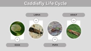 Caddisfly Life Cycle: Egg, Larva, Pupa to Adult