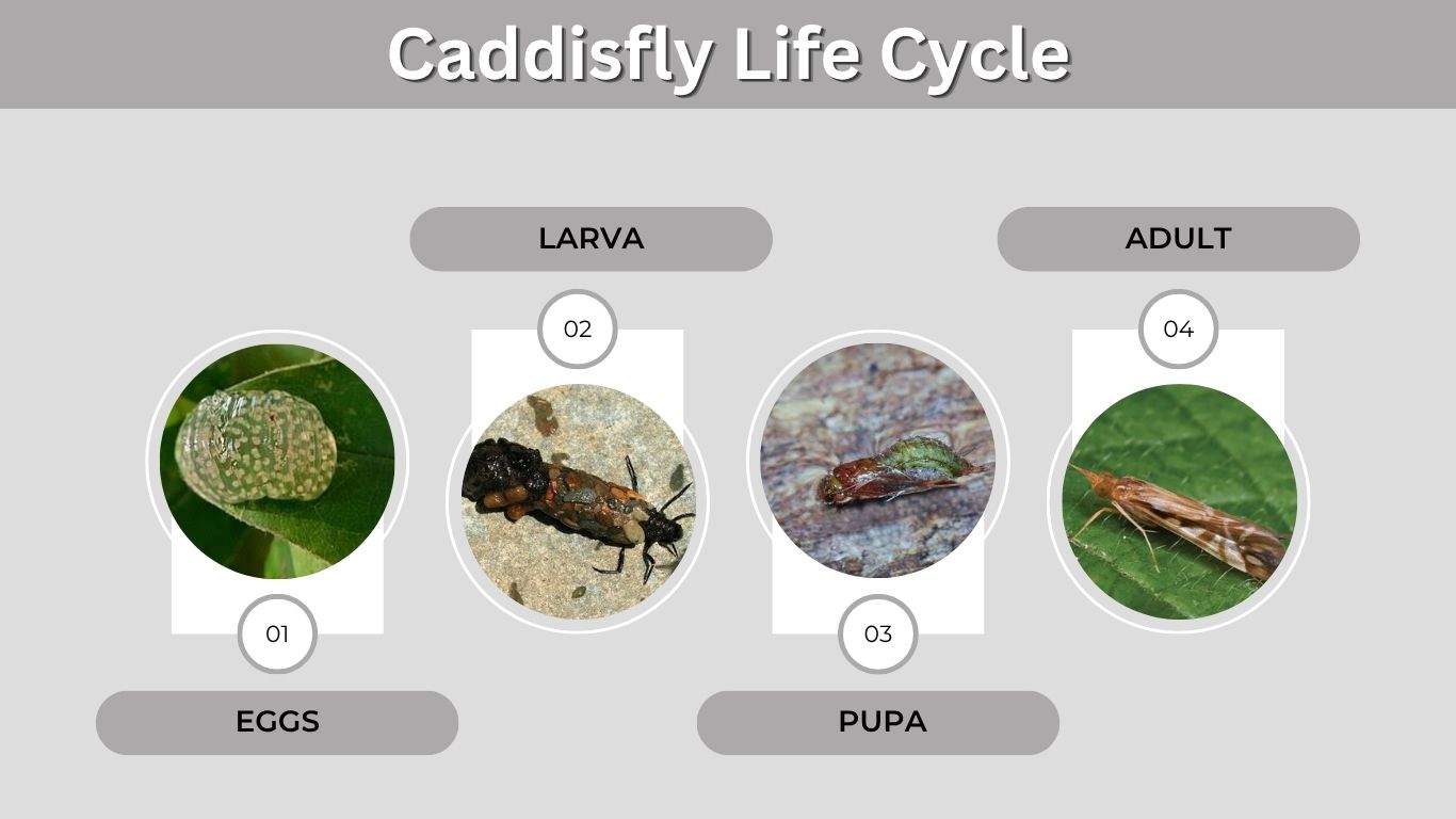 Caddisfly Life Cycle: Egg, Larva, Pupa to Adult