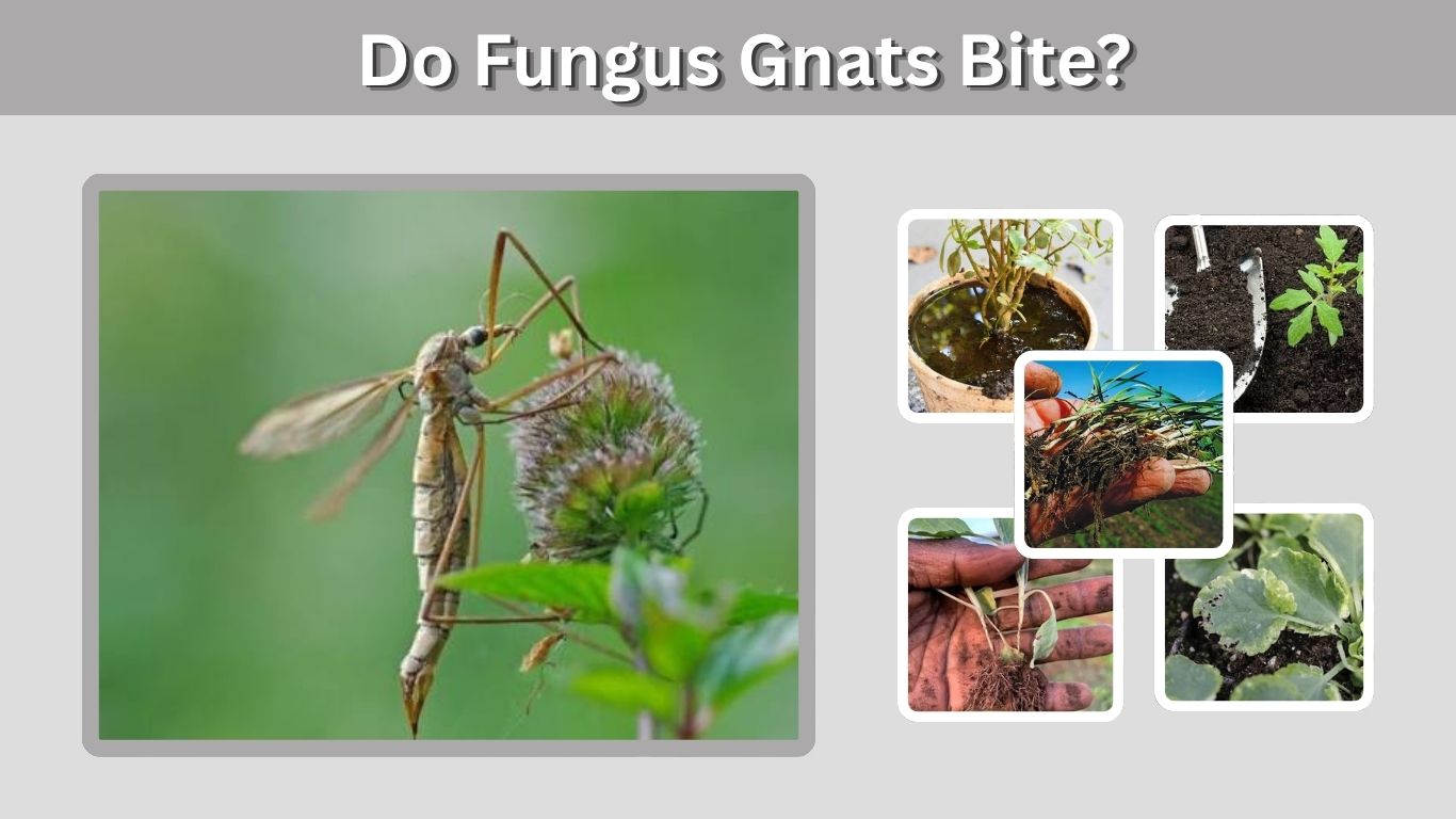 Do Fungus Gnats Bite? Humans, Pets, Plants & Facts