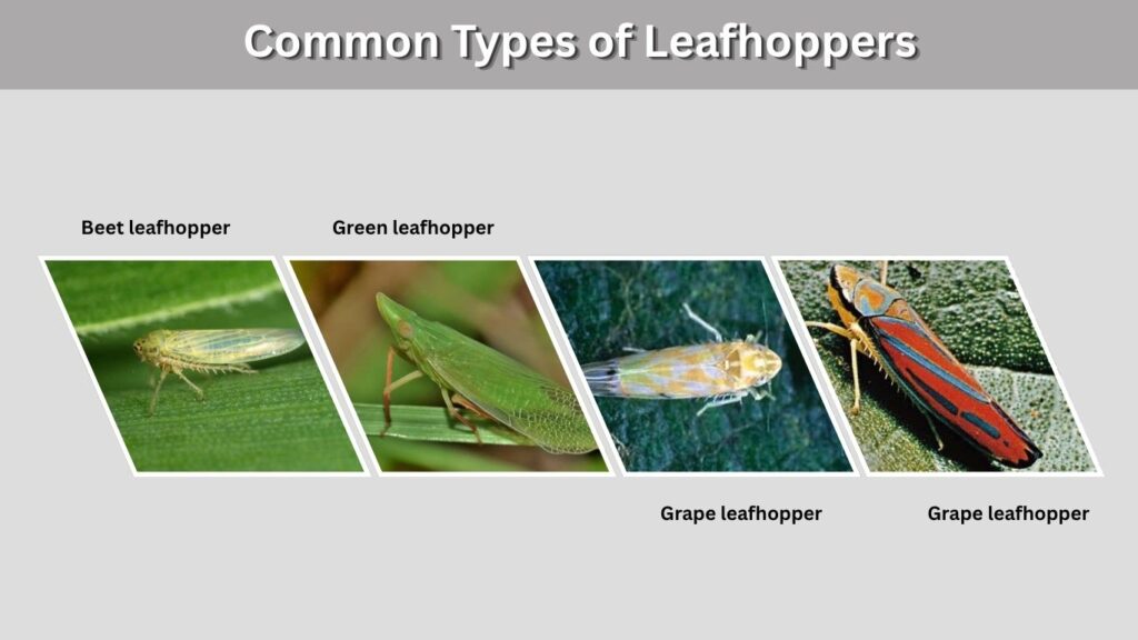 Common Types of Leafhoppers