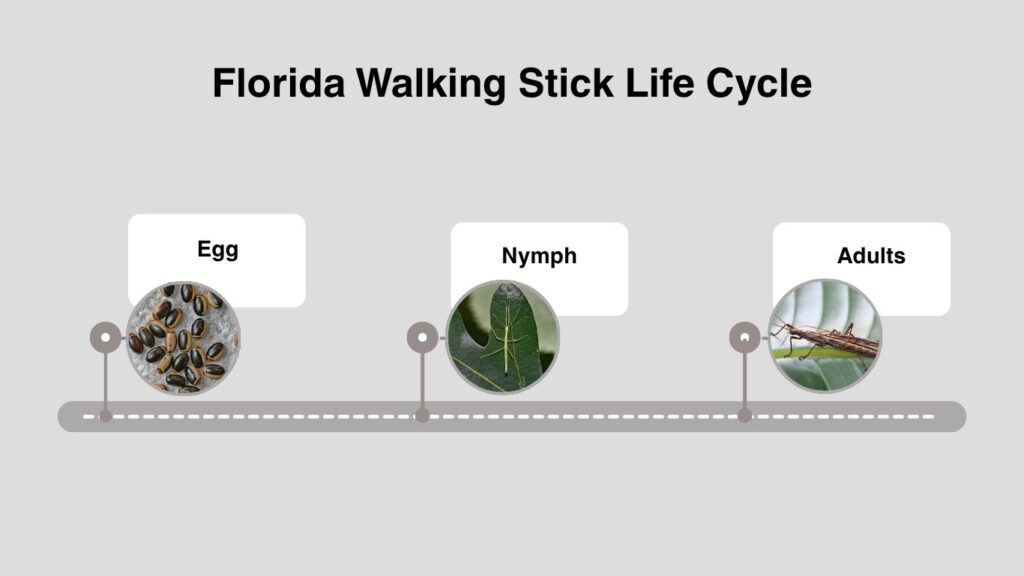 Florida Walking Stick Life Cycle