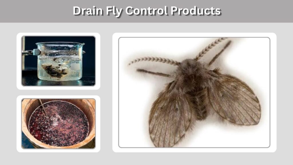 Drain Fly Control Products
