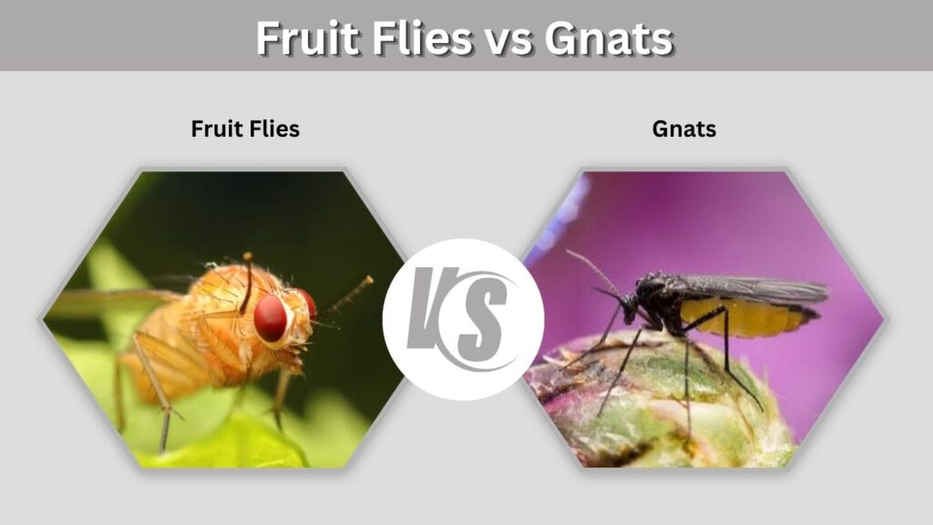 Fruit Flies vs Gnats