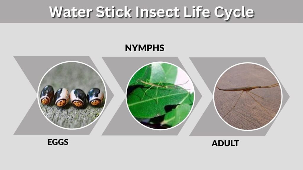 Water Stick Insect Life Cycle