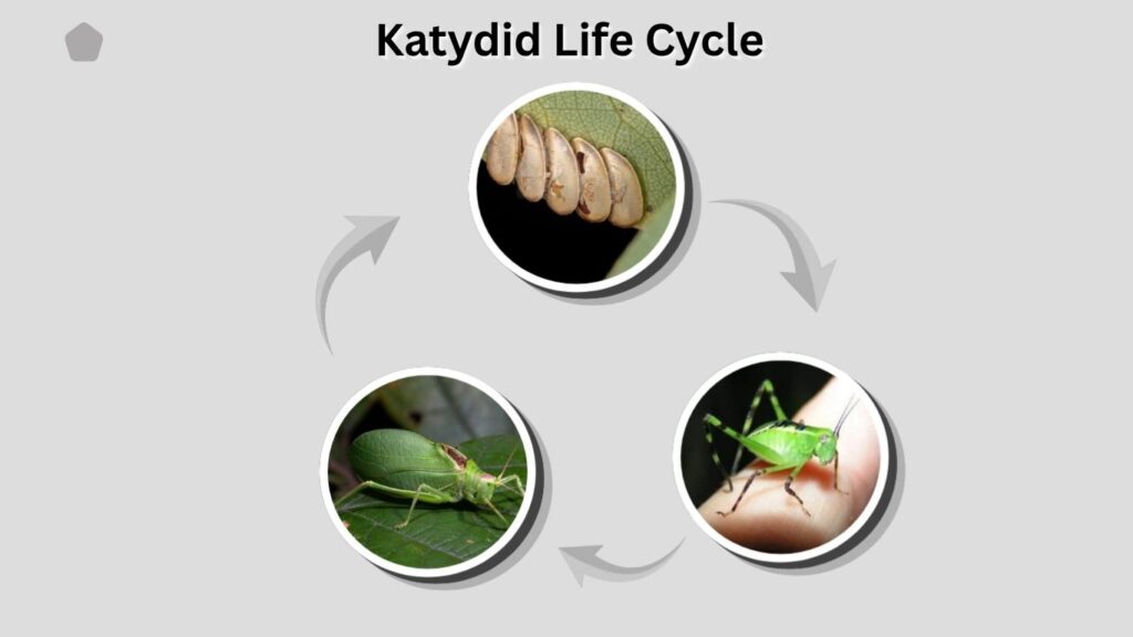 Katydid Life Cycle