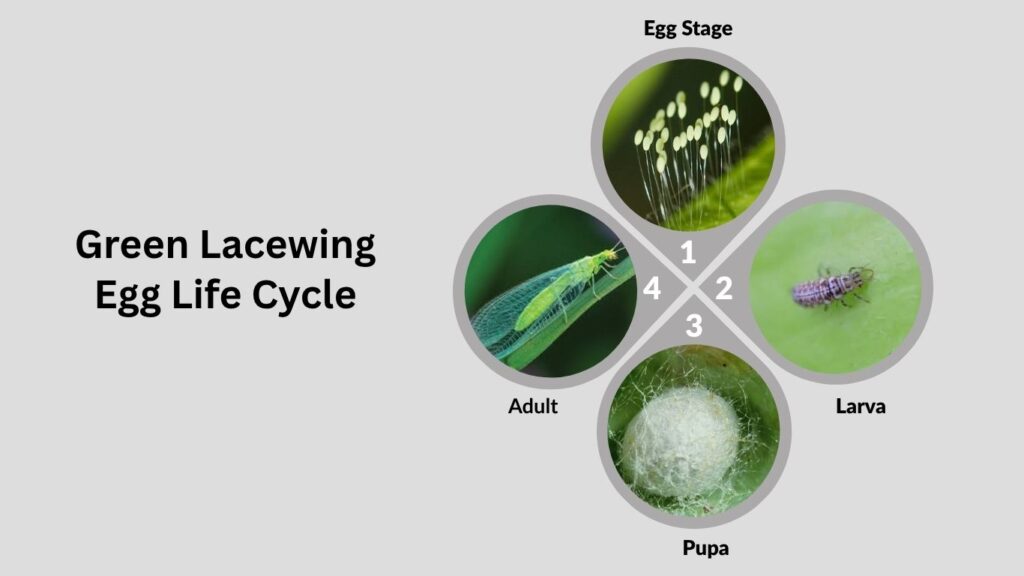 Green Lacewing Eggs: Hatching, Release & Pest Control