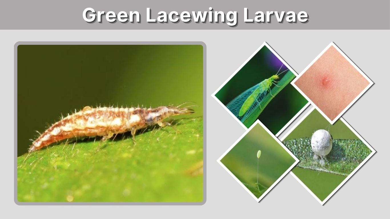 Green Lacewing Larvae: Identification, Diet, Bites & Uses