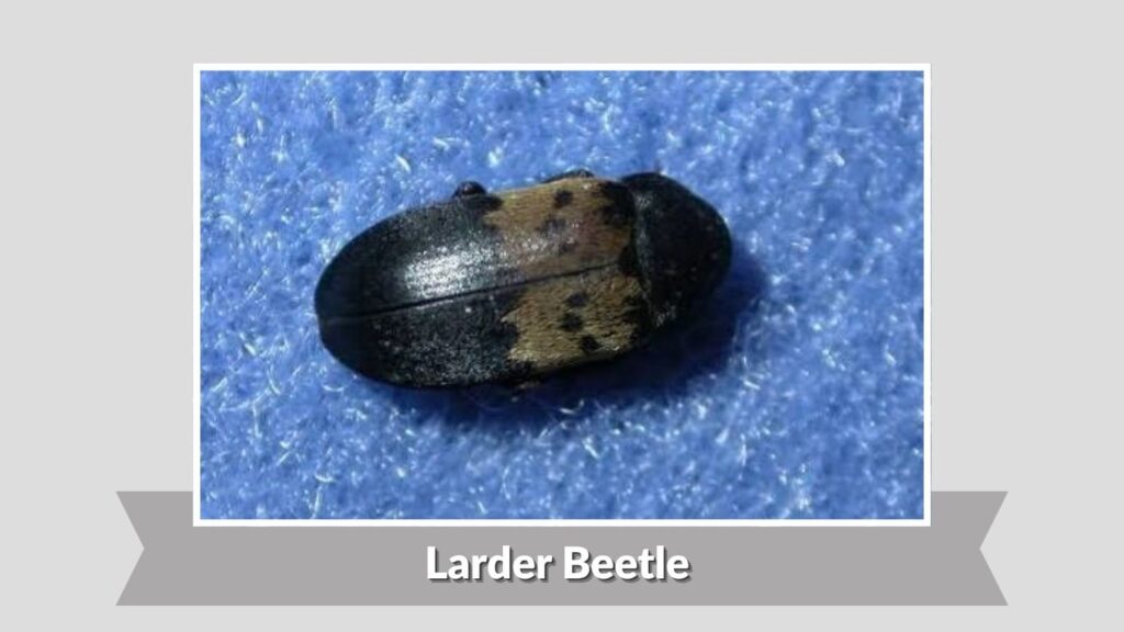  Larder Beetle