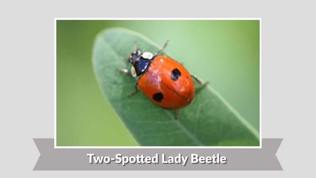Two-Spotted Lady Beetle