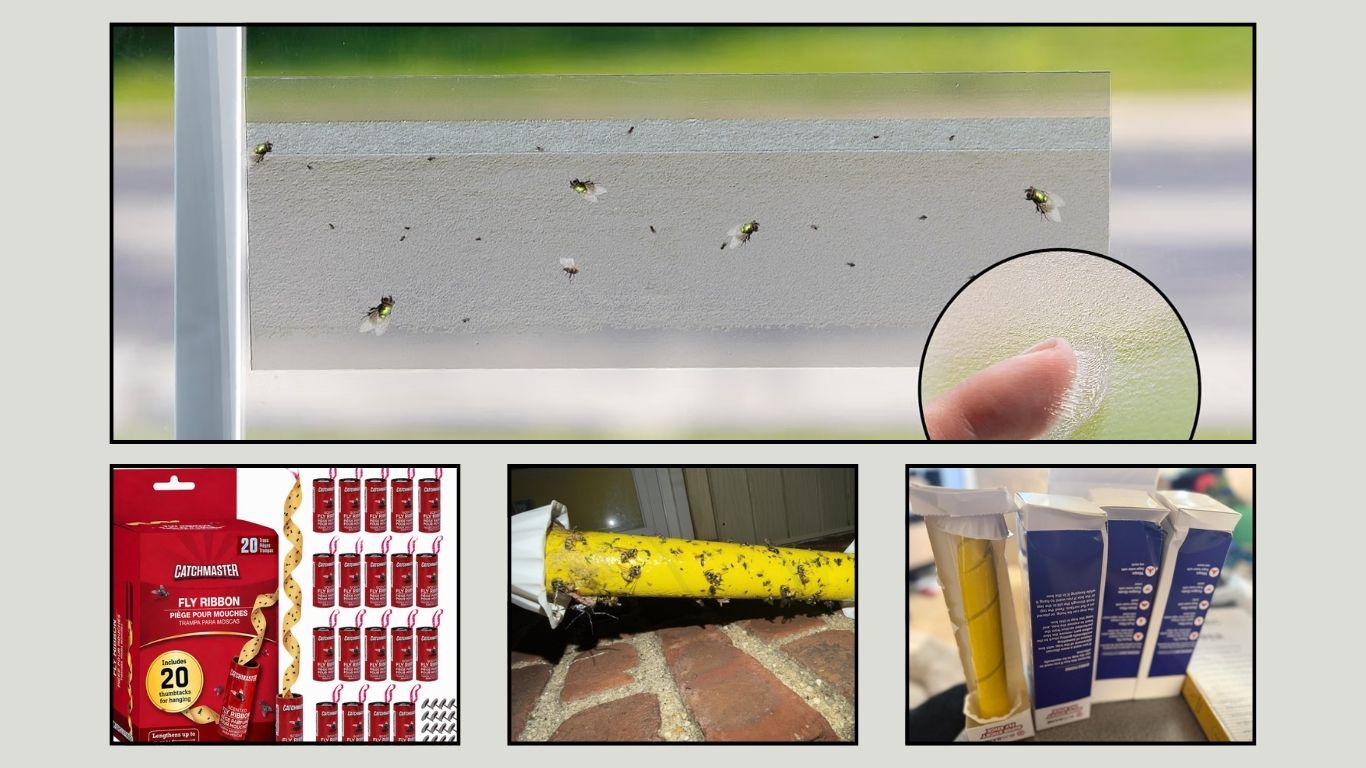 Top 5 Fruit Fly Sticky Traps for Fast Indoor Control