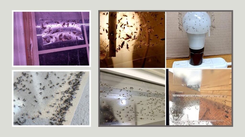 Window Sticky Fly Catcher – Waterproof Fly Traps