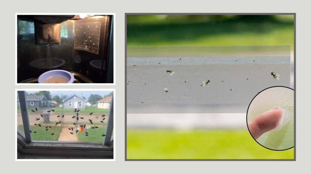 Catchmaster Window Sticky Fly Trap Strips