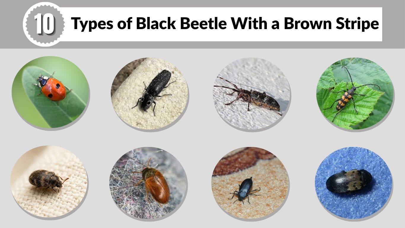 10 Types of Black Beetle With a Brown Stripe: Id with Pictures