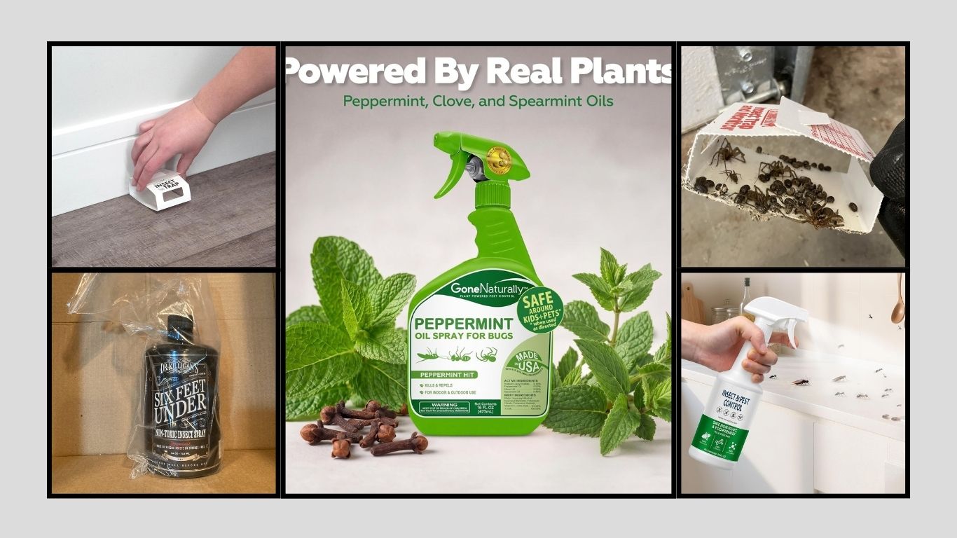 11 Best Earwig Sprays and Traps for Indoor Pest Control