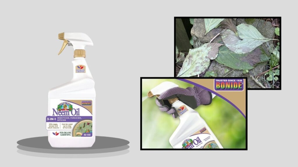 Bonide Neem Oil for Organic Gardening
