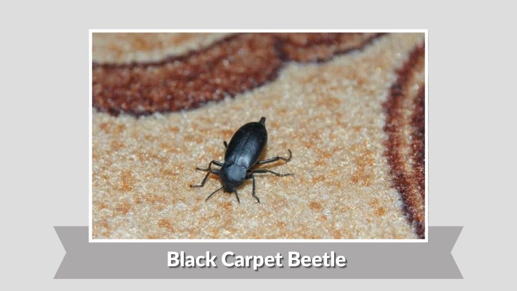Black Carpet Beetle