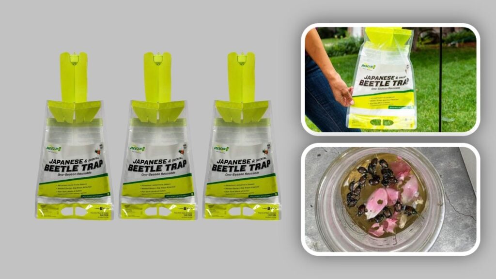 RESCUE! Reusable Japanese & Oriental Beetle Trap