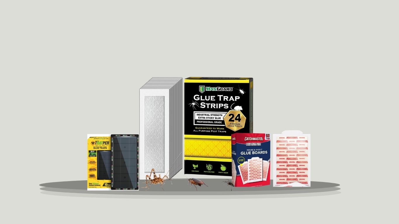 10 Best Sticky Traps for Earwigs for Indoor Pest Control