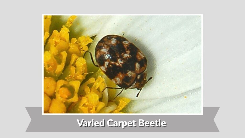  Varied Carpet Beetle