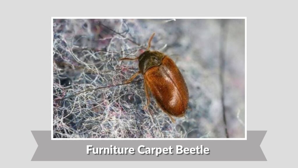 Furniture Carpet Beetle