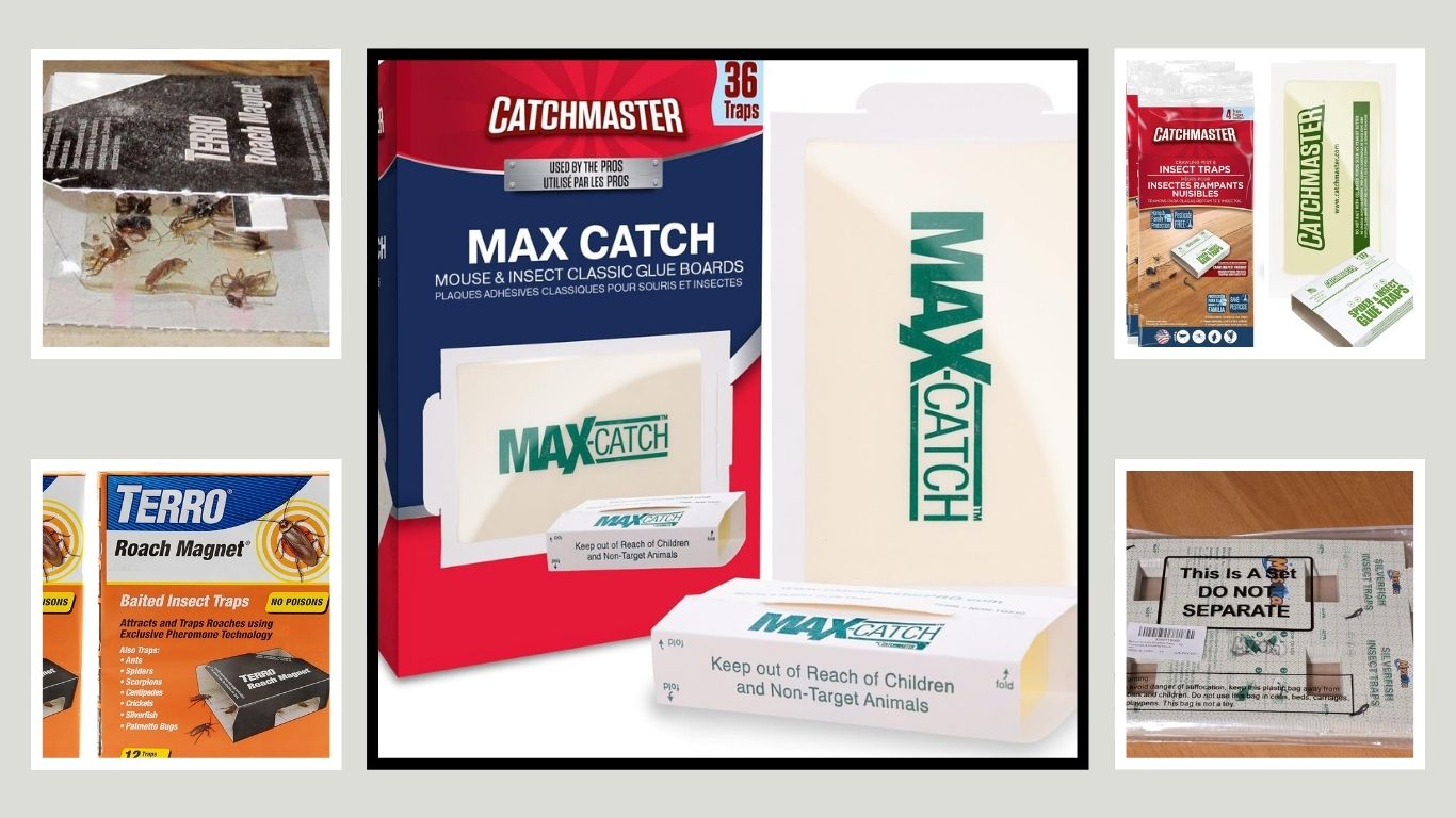 10 Best Silverfish Traps for Effective Indoor Pest Control