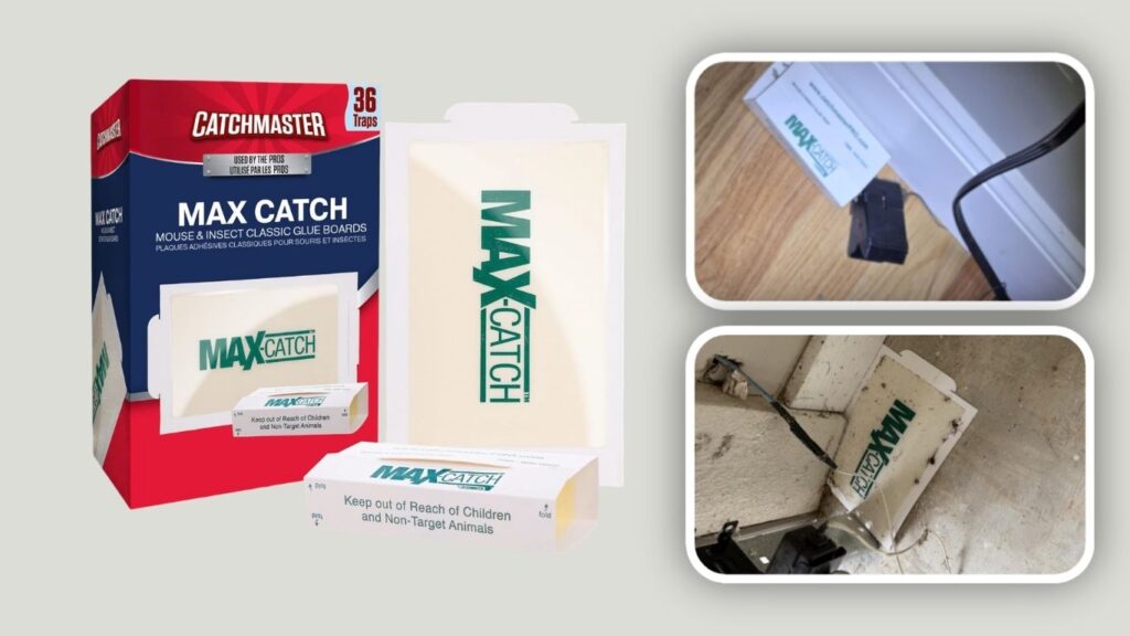 Catchmaster Max-Catch Sticky Glue Traps – 72 Pack