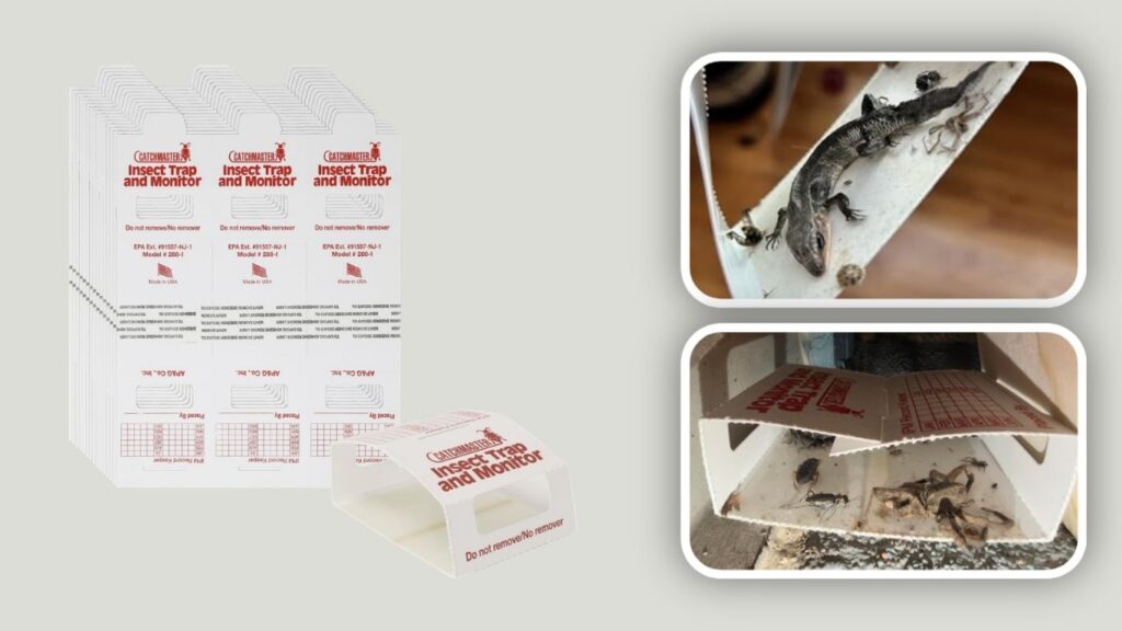 Catchmaster Spider, Roach & Crawling Insect Glue Traps