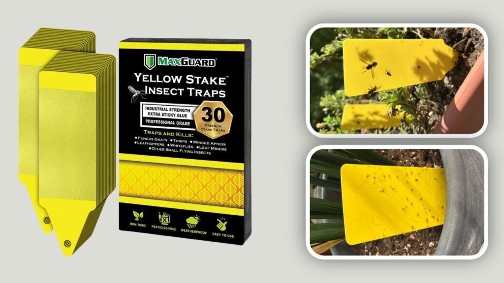 MAXGUARD Yellow Stake Sticky Insect Traps