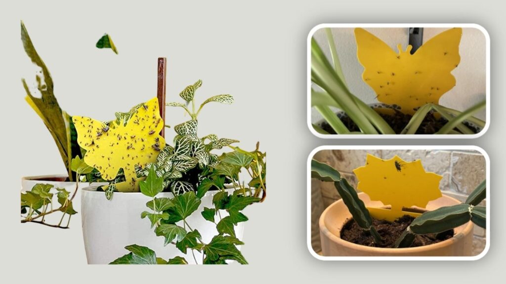  LFSYS Yellow Sticky Traps for Plants
