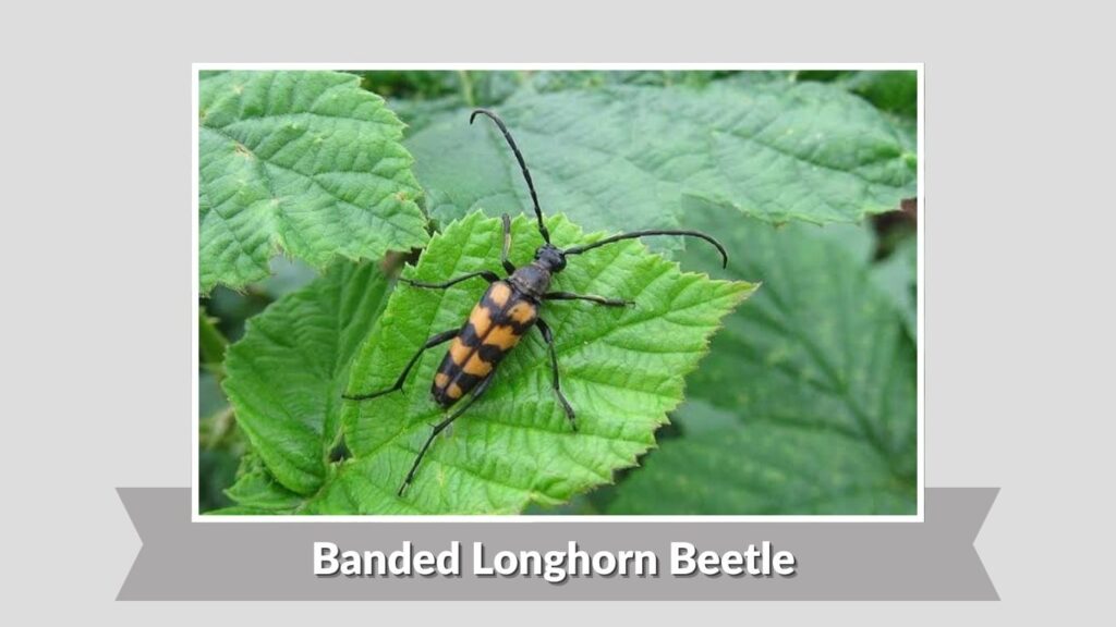 Banded Longhorn Beetle