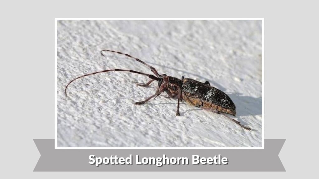 Spotted Longhorn Beetle