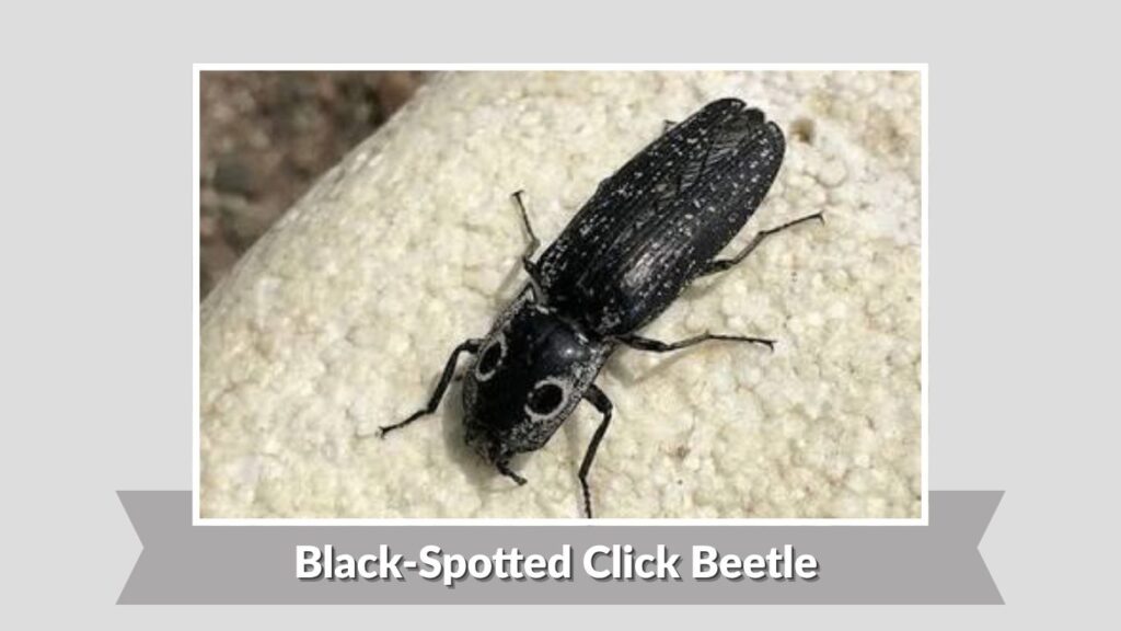 Black-Spotted Click Beetle