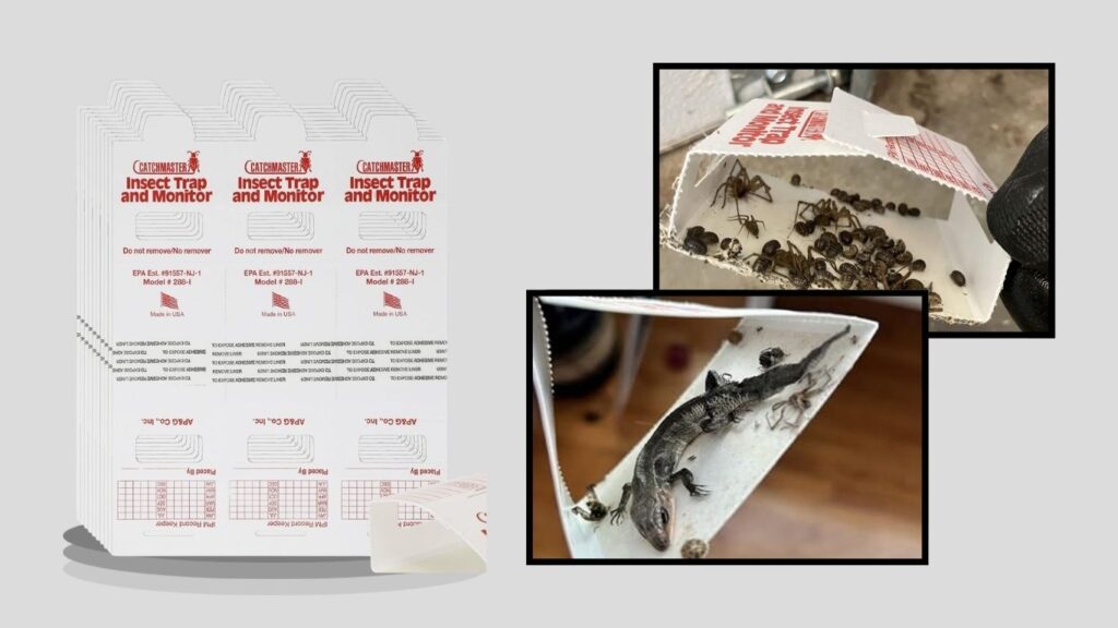 Catchmaster Spider & Insect Glue Traps