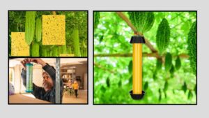 9 Best Sticky Fly Traps for Indoor and Outdoor Use