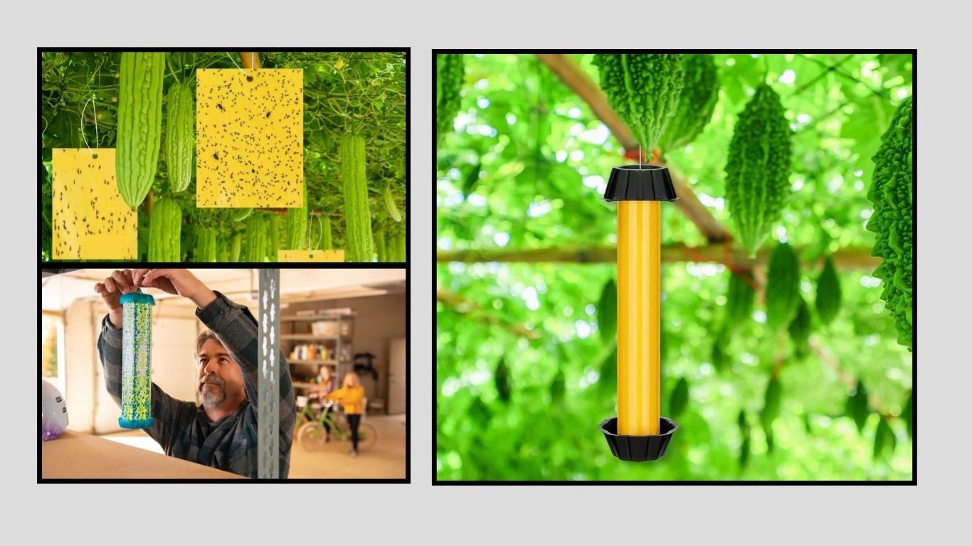 9 Best Sticky Fly Traps for Indoor and Outdoor Use