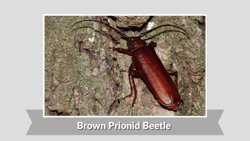 Brown Prionid Beetle
