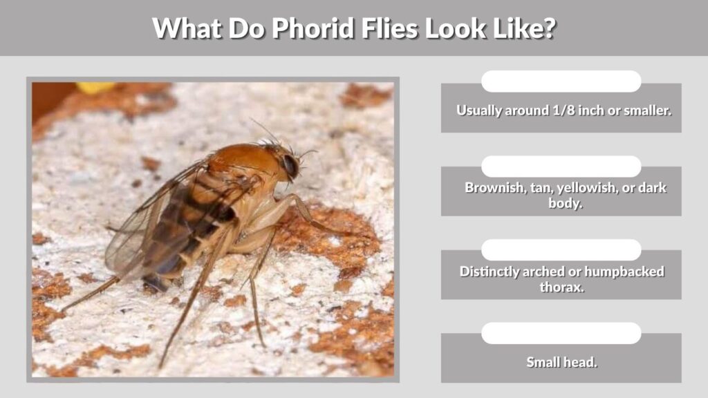 What Do Phorid Flies Look Like?