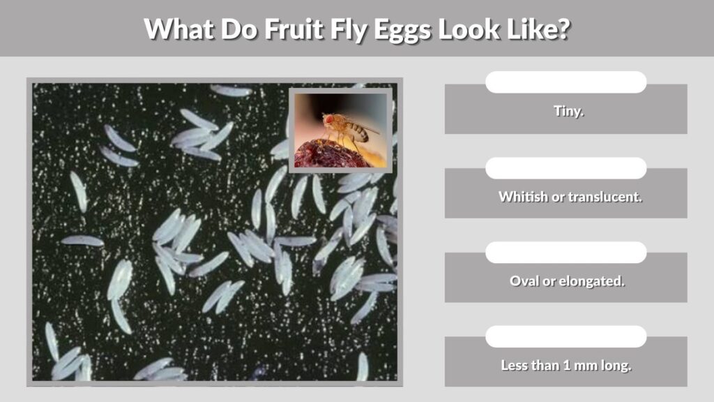 What Do Fruit Fly Eggs Look Like?