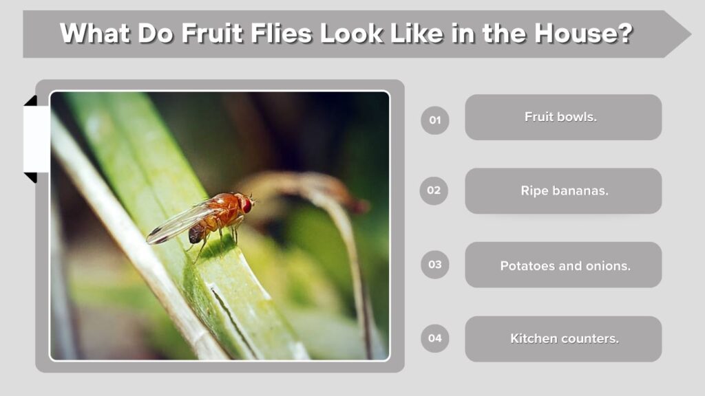 What Do Fruit Flies Look Like in the House?