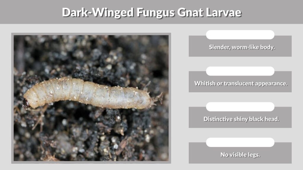 Dark-Winged Fungus Gnat Larvae