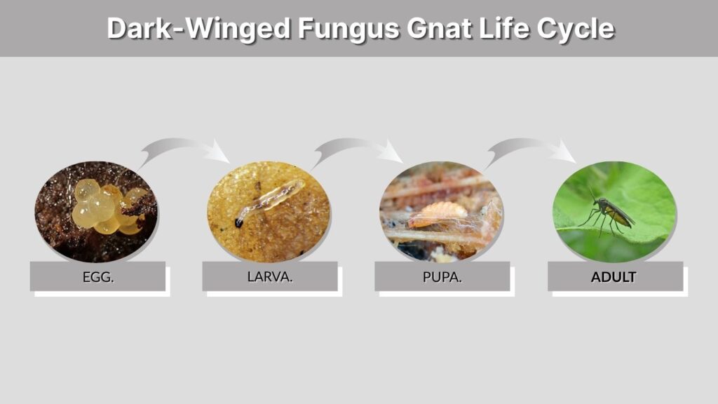 Dark-Winged Fungus Gnat Life Cycle