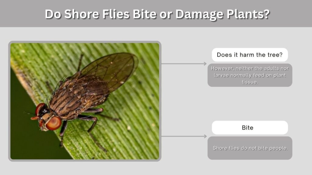Do Shore Flies Bite or Damage Plants?